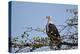 African fish eagle (Haliaeetus vocifer), Selous Game Reserve, Tanzania, East Africa, Africa-James Hager-Premier Image Canvas
