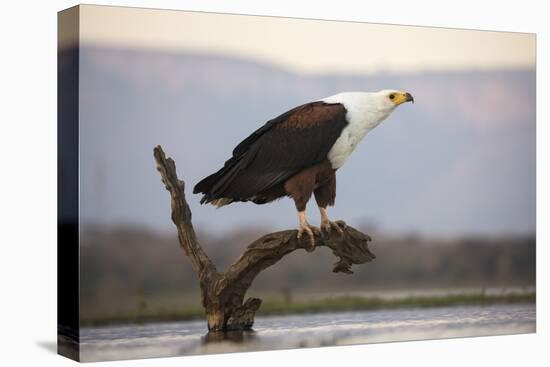 African fish eagle (Haliaeetus vocifer), Zimanga private game reserve, KwaZulu-Natal, South Africa,-Ann and Steve Toon-Premier Image Canvas