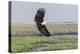 African Fish eagle in flight over the marshland along the Chobe River, Botswana, Africa.-Brenda Tharp-Premier Image Canvas