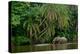 African forest elephant, in Lekoli River. Odzala-Kokoua National Park. Congo-Roger De La Harpe-Premier Image Canvas