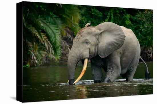 African forest elephant, in Lekoli River. Odzala-Kokoua National Park. Congo-Roger De La Harpe-Premier Image Canvas