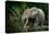 African forest elephant, in Lekoli River. Odzala-Kokoua National Park. Congo-Roger De La Harpe-Premier Image Canvas