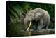 African forest elephant, in Lekoli River. Odzala-Kokoua National Park. Congo-Roger De La Harpe-Premier Image Canvas