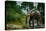 African forest elephant, in Lekoli River. Odzala-Kokoua National Park. Congo-Roger De La Harpe-Premier Image Canvas