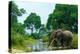 African forest elephant, in Lekoli River. Odzala-Kokoua National Park. Congo-Roger De La Harpe-Premier Image Canvas
