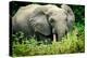 African forest elephant. Odzala-Kokoua National Park. Congo-Roger De La Harpe-Premier Image Canvas