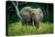 African forest elephant. Odzala-Kokoua National Park. Congo-Roger De La Harpe-Premier Image Canvas