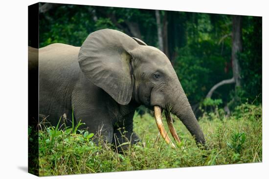 African forest elephant. Odzala-Kokoua National Park. Congo-Roger De La Harpe-Premier Image Canvas