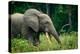 African forest elephant. Odzala-Kokoua National Park. Congo-Roger De La Harpe-Premier Image Canvas