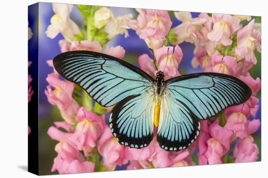 African Giant Blue Swallowtail Butterfly, Papilio Zalmoxis-Darrell Gulin-Premier Image Canvas