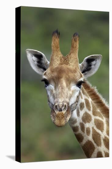 African Giraffes 002-Bob Langrish-Premier Image Canvas
