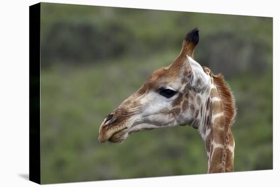 African Giraffes 003-Bob Langrish-Premier Image Canvas