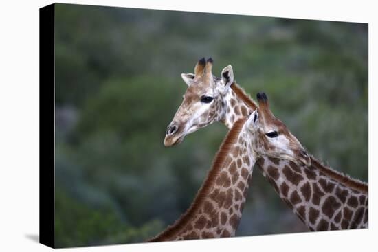 African Giraffes 014-Bob Langrish-Premier Image Canvas