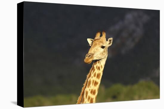 African Giraffes 016-Bob Langrish-Premier Image Canvas