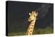 African Giraffes 016-Bob Langrish-Premier Image Canvas