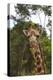 African Giraffes 028-Bob Langrish-Premier Image Canvas