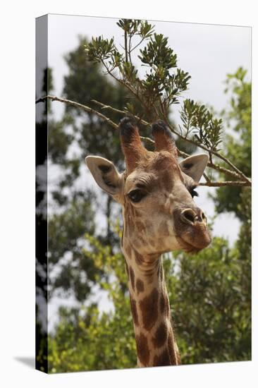 African Giraffes 033-Bob Langrish-Premier Image Canvas