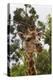 African Giraffes 033-Bob Langrish-Premier Image Canvas