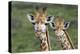 African Giraffes 074-Bob Langrish-Premier Image Canvas