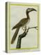 African Grey Hornbill-Georges-Louis Buffon-Premier Image Canvas