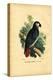African Grey Parrot, 1863-79-Raimundo Petraroja-Premier Image Canvas