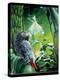 African Grey Parrot, 1990-Sandra Lawrence-Premier Image Canvas