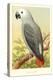 African Grey Parrot-null-Stretched Canvas