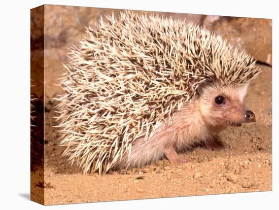 African Hedgehog, Native to Africa-David Northcott-Premier Image Canvas