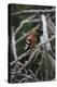 African Hoopoe 01-Bob Langrish-Premier Image Canvas
