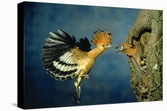 African Hoopoe in Flight Feeding Brooding Partner-null-Premier Image Canvas