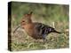 African Hoopoe (Upupa Africana), Pilanesberg National Park, South Africa, Africa-James Hager-Premier Image Canvas