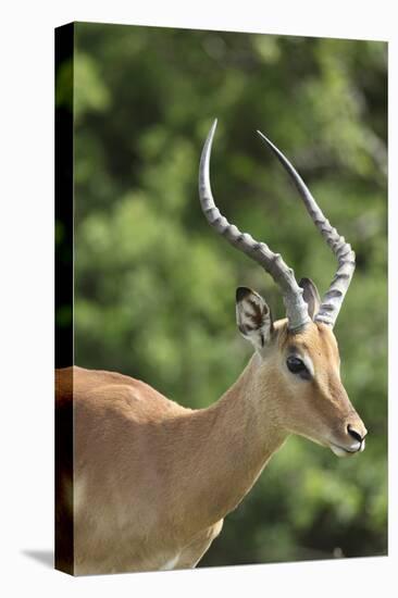 African Impala 09-Bob Langrish-Premier Image Canvas