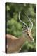 African Impala 09-Bob Langrish-Premier Image Canvas