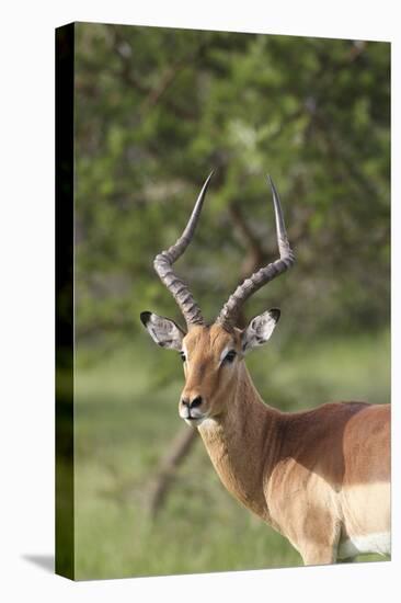 African Impala 12-Bob Langrish-Premier Image Canvas