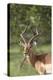 African Impala 12-Bob Langrish-Premier Image Canvas