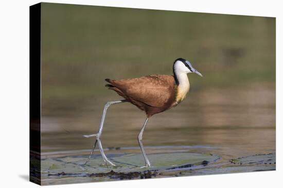 African jacana (Actophilornis africanus), Chobe River, Botswana-Ann and Steve Toon-Premier Image Canvas