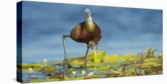 African Jacana (Actophilornis Africanus) Male Holding His Youngsters Safely under His Wings-Wim van den Heever-Premier Image Canvas