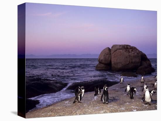 African (Jackass) Penguins, (Sphensiscus Demersus), Cape Town, South Africa, Africa-Thorsten Milse-Premier Image Canvas