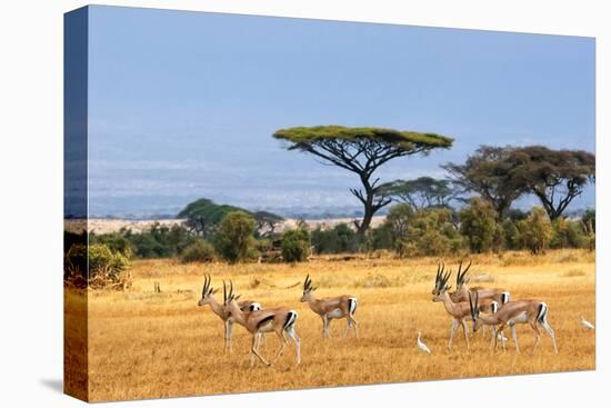 African Landscape with Gazelles, Amboseli, Kenya-Oleg Znamenskiy-Premier Image Canvas