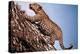 African Leopard Climbing a Tree-Bettmann-Premier Image Canvas