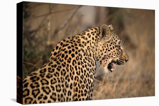 African Leopard (Panthera Pardus) in Savanna, Kruger National Park, South-Africa, 2018 (Photo)-null-Premier Image Canvas