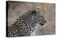 African Leopard (Panthera Pardus) in Savanna, Kruger National Park, South-Africa, 2018 (Photo)-null-Premier Image Canvas