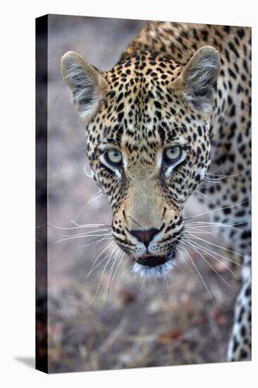 African Leopard (Panthera Pardus) in Savanna, Kruger National Park, South-Africa, 2018 (Photo)-null-Premier Image Canvas