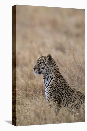 African leopard (Panthera pardus pardus), Serengeti National Park, Tanzania, East Africa, Africa-Ashley Morgan-Premier Image Canvas