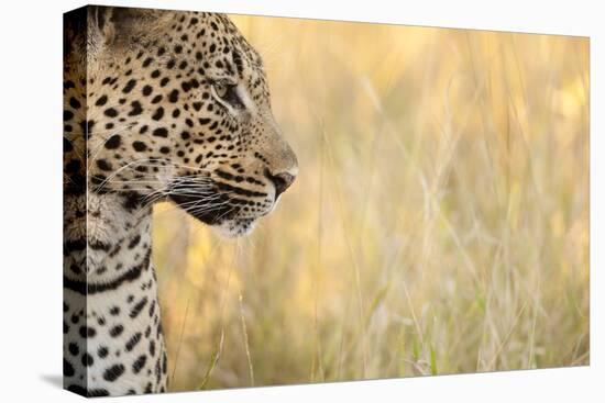 African Leopard-Michele Westmorland-Premier Image Canvas