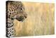 African Leopard-Michele Westmorland-Premier Image Canvas