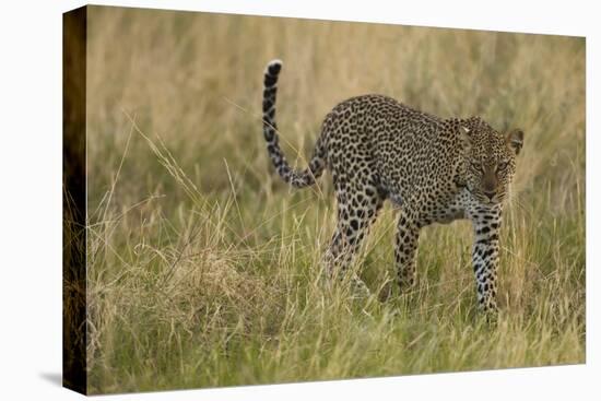African Leopard-Mary Ann McDonald-Premier Image Canvas