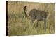 African Leopard-Mary Ann McDonald-Premier Image Canvas