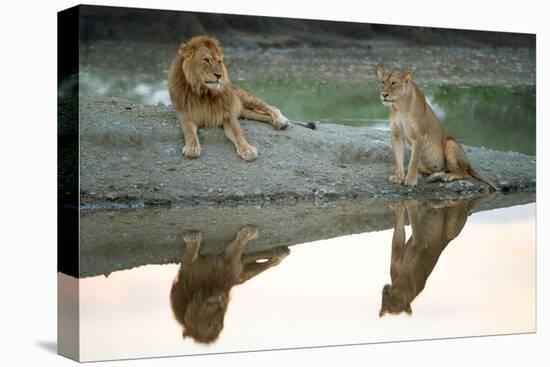 African Lion and Lioness (Panthera Leo), Ndutu, Ngorongoro Conservation Area, Tanzania-null-Stretched Canvas