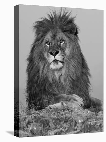 African Lion, Bozeman, Montana, USA-Joe & Mary Ann McDonald-Premier Image Canvas
